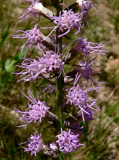 {Liatris spicata}